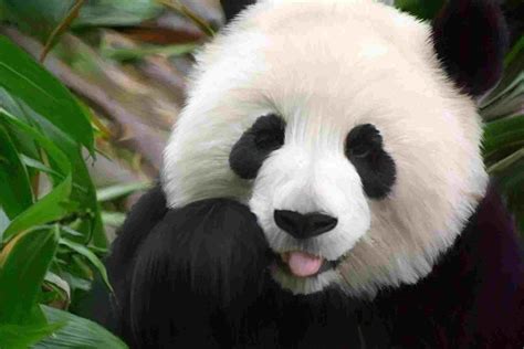 Detritus pandas mascot